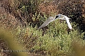 Laguna di Elmas (40D_12576_2rid)